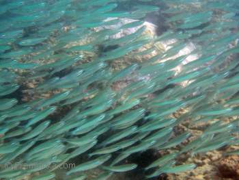 Shoal of Fish, Dickwella Reef