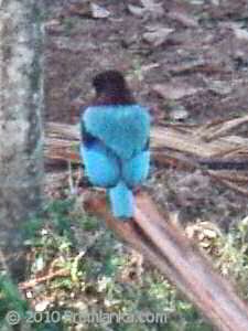 Blue Bird, Premlanka, Sri Lanka