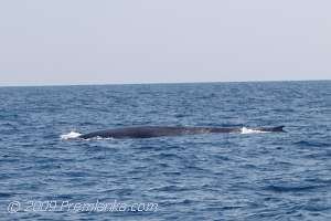 Blue Whale