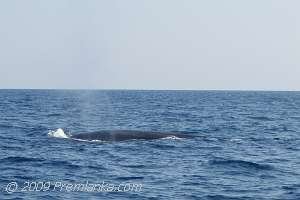 Blue Whale