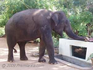Wild Elephant Drinking