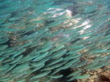 Shoal of Fish, Dickwella Reef