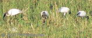 Egrets in Paddy Field, Hill Country, Sri Lanka