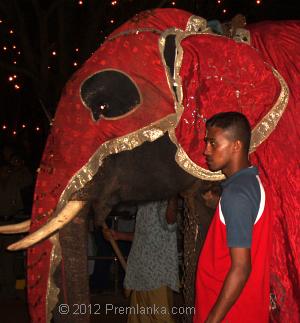 Photo: Caparisoned Elephant, Kataragama Perahera