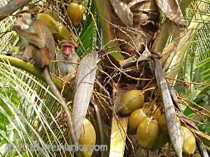 Wild monkeys, Premlanka Hotel Gardens, Dickwella