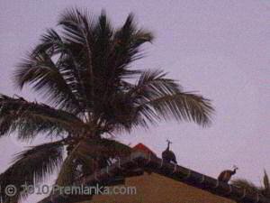 Wild Peacocks, Premlanka Hotel, Dickwella