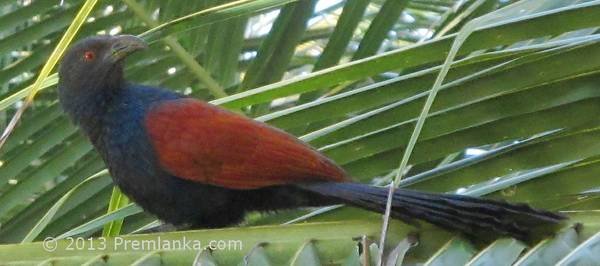 Red Woodpecker, Premlanka Hotel Gardens, Dickwella
